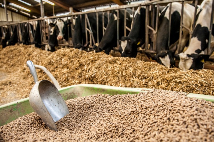 Cattle Feed Formulation Software
